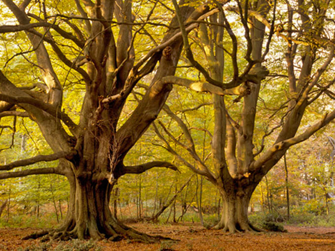 The Ashridge Estate